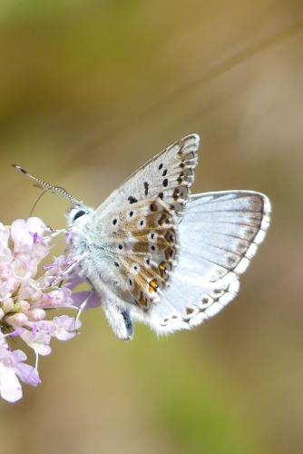 Polyommatus coridon